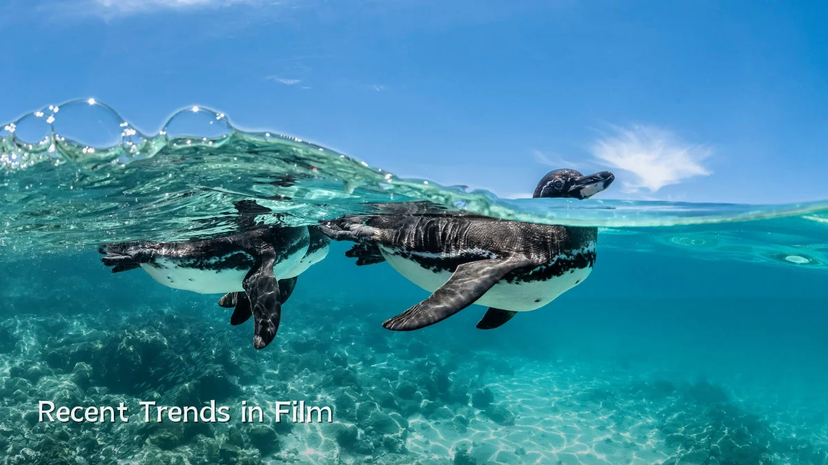 Recent Trends in Film